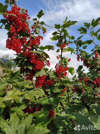 Продукты питания