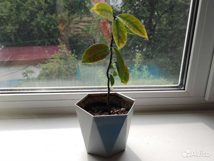 Лавровый лист комнатное растение