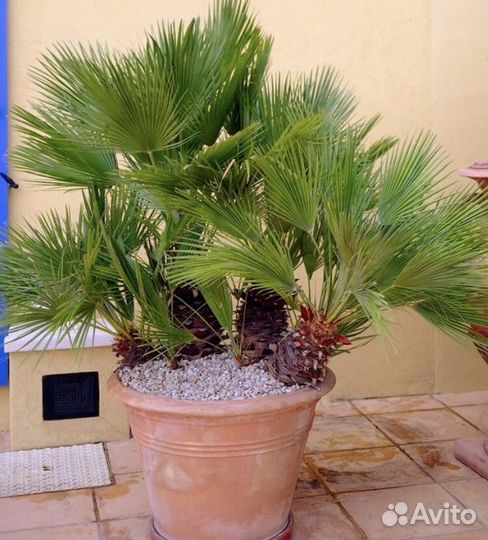 Пальма хамеропс