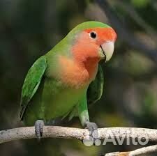 Обмен на самочку