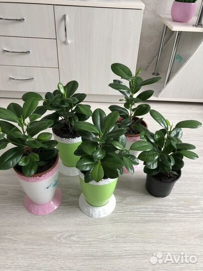 Фикус Маклеин