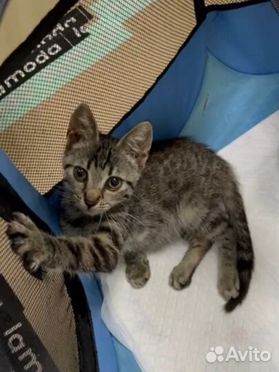 Малыш Рэй (котёнок, 2,5-3 месяца)