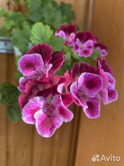 Пеларгония Ангел