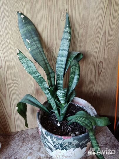 Сансевиерия