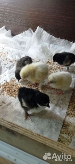 Цыплята и ия от домашних кур.мараны леггорны