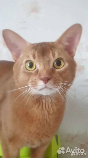 Абиссинский кот вязка