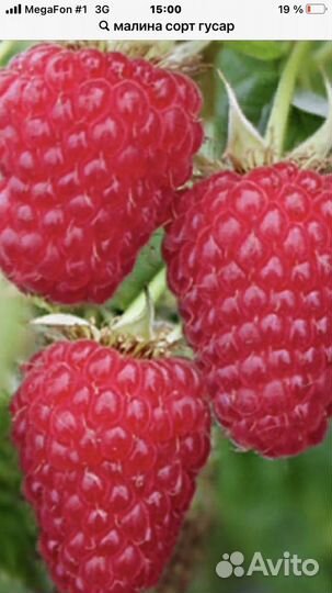 Малина сорт гусар