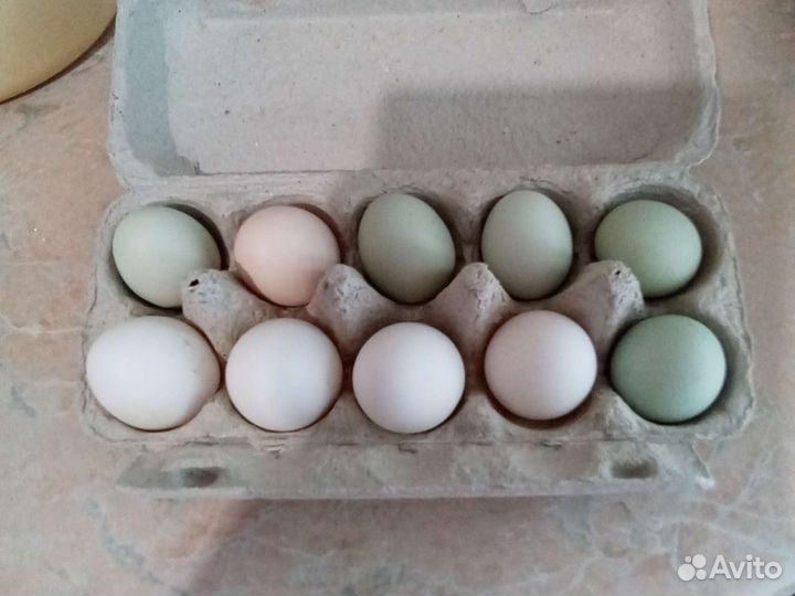 Инкубационное яйцо цветное