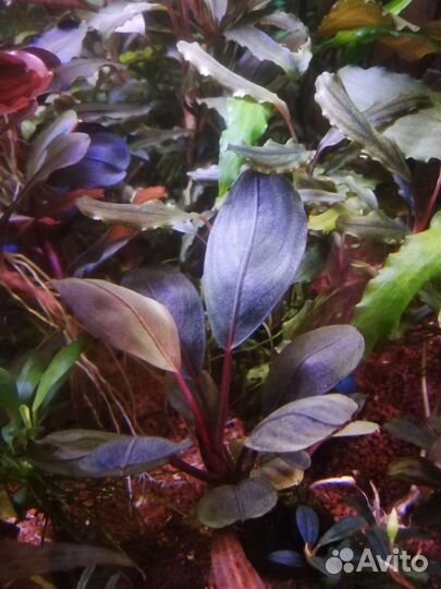 Буцефаландры, Sulawesi Kardinal.PRL