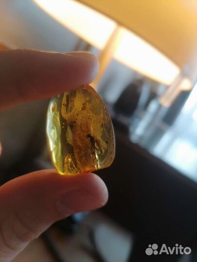 Янтари с инклюзами, с огромной древней мухой