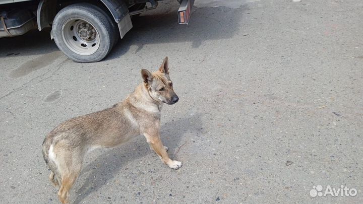 Отдам в добрые руки