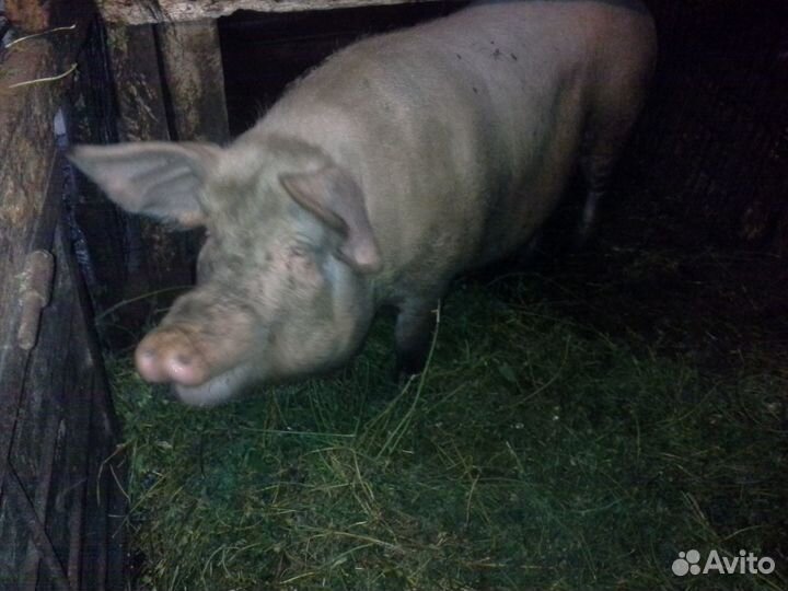 Супоросная свиноматка