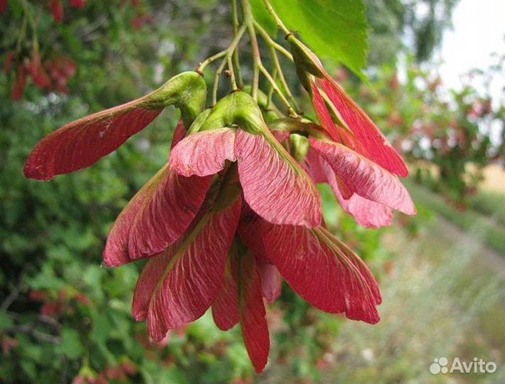 Клен татарский