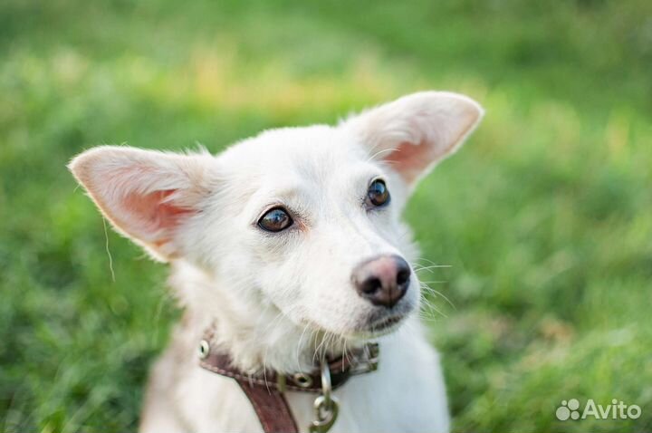 Собака маленькая из приюта в добрые руки