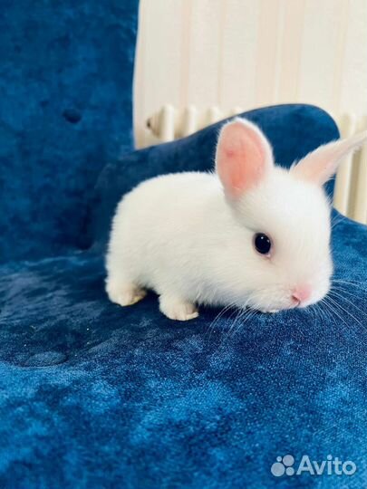 Белые мини кролики. эксклюзив белый сатиновый