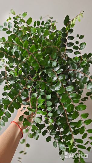 Папоротник Пиллея Круглолистная Ротундифолия