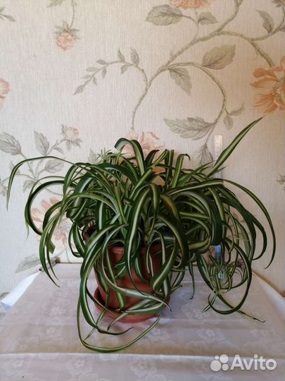 Спатифиллум/хлорофитум