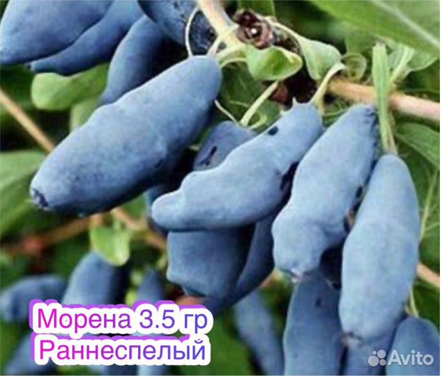 Жимолость Бакчарский великан