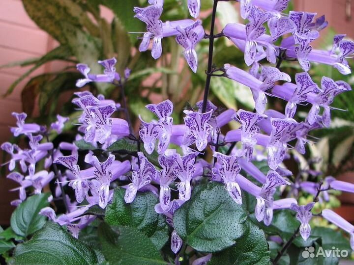 Плектрантус