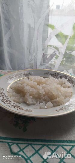 Индийский рисовый гриб