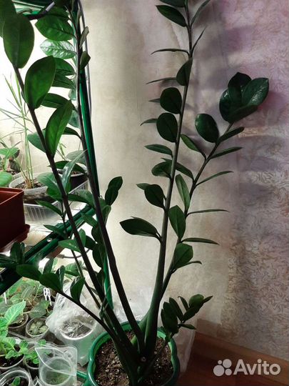 Замиокулькас