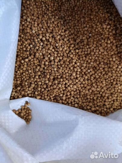 Семена кинза (кориандр)