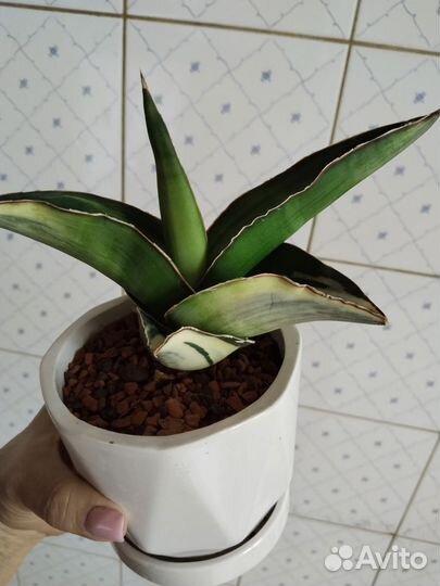 Сансевиерия сортовая,добавлены новые сансы