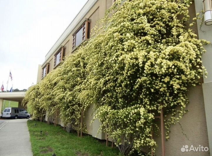 Роза бэнкса