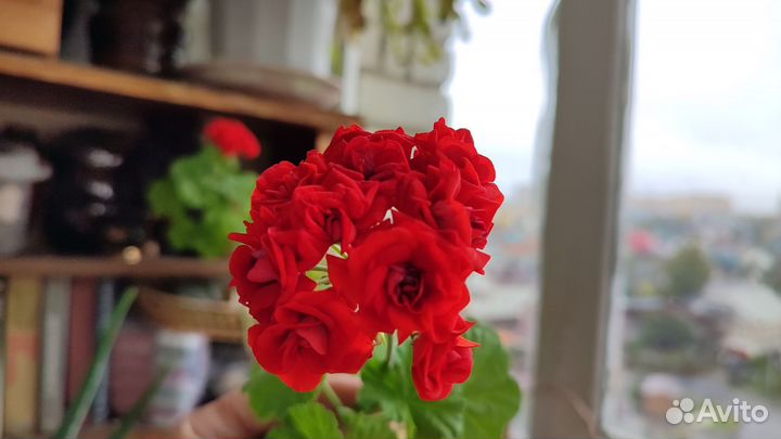 Пеларгония герань сортовая