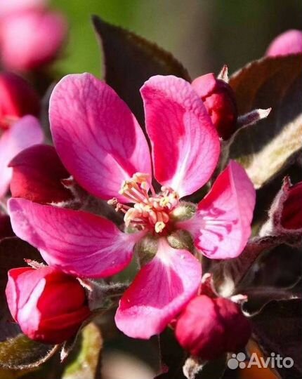 Саженцы яблони Ред Кетти