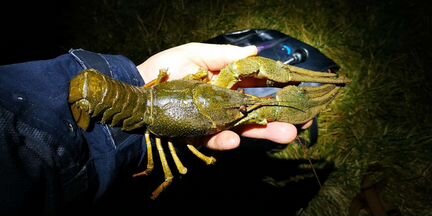 Сумка для раков и рыбы - питомза подводная охота