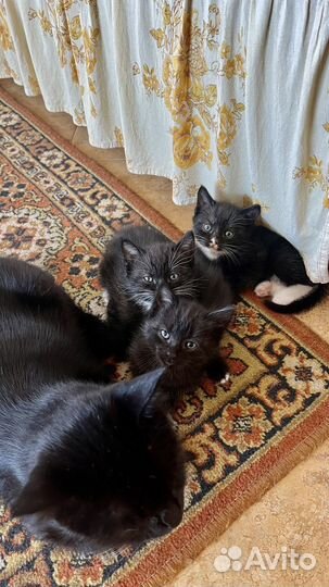 Котята в добрые руки мальчики