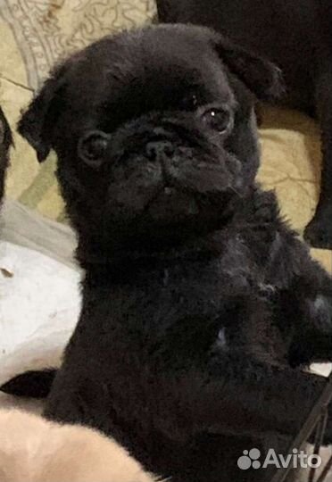 Щенки мопса