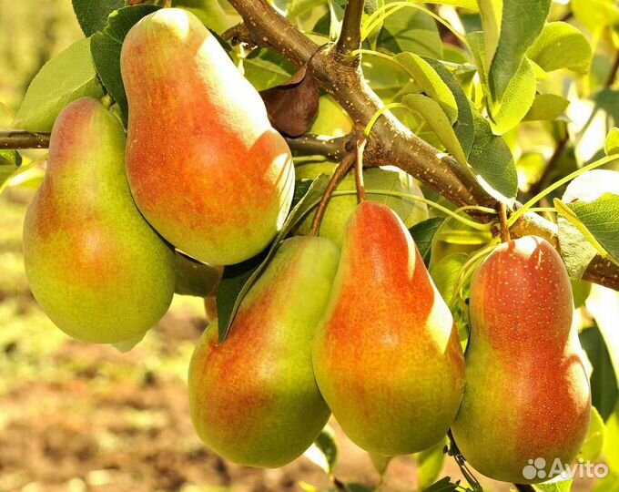 Груша Талгарская красавица саженцы