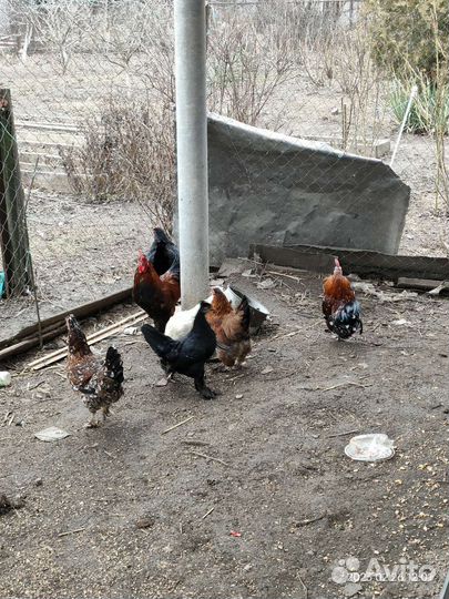 Куры домашние