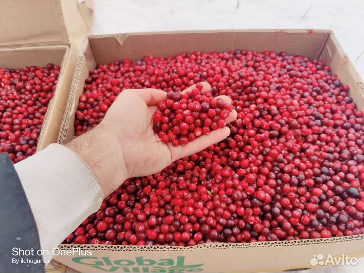 Продам Ягоду Морошка Брусника Черника Клюква