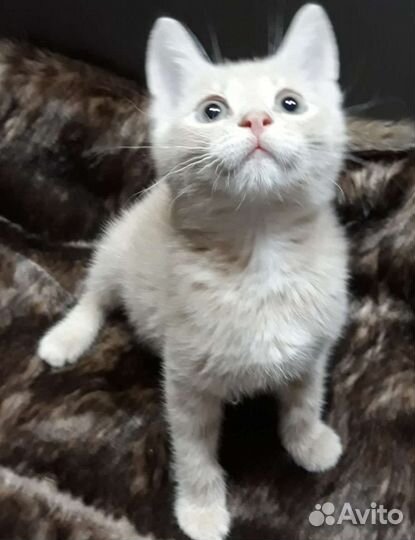 Котенок ищет дом