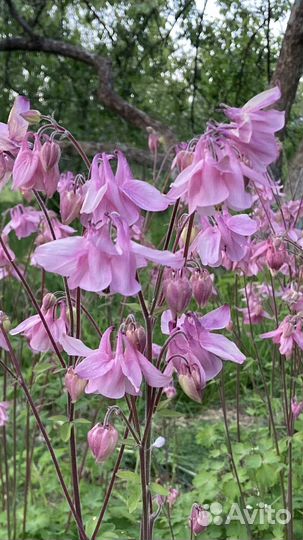 Ирис бородатый, аквилегия