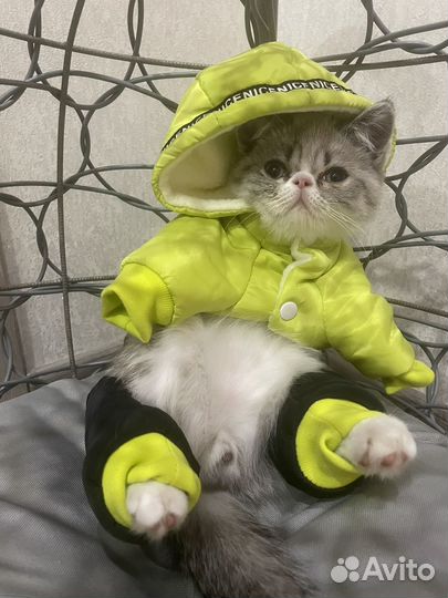 Костюм для животных