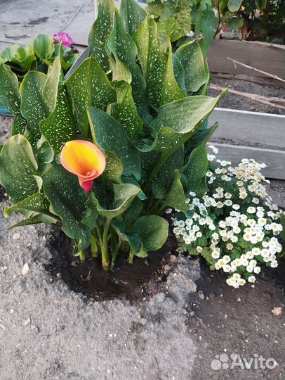 Луковицы Каллы