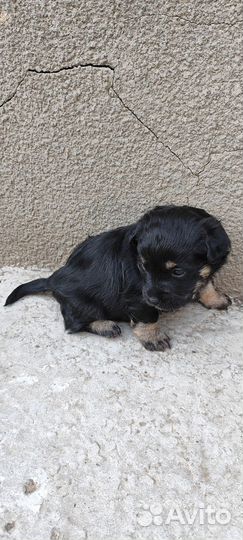 Собака в добрые руки маленькая порода