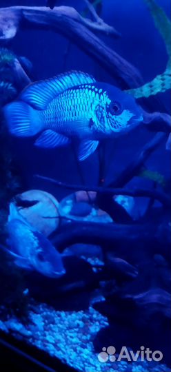 Рыбки цихлиды