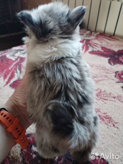 Щенки шпица