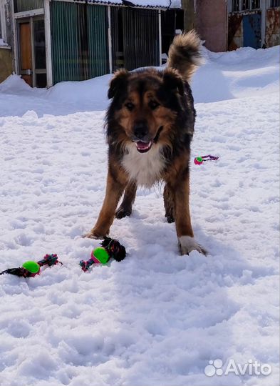Собака