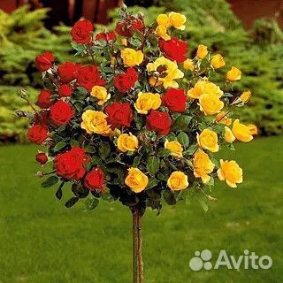 Саженцы роз на штамбе