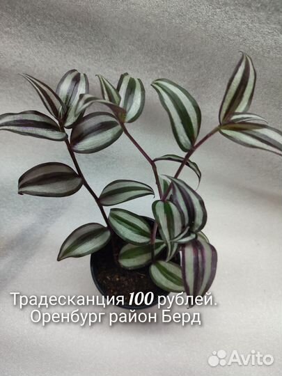 Традесканция