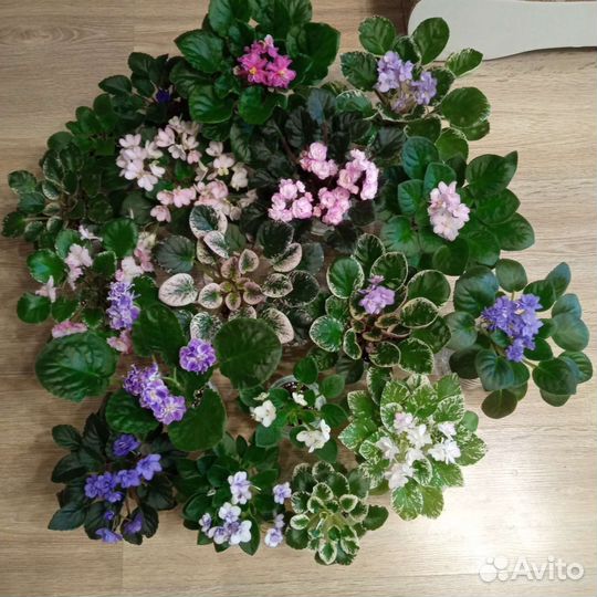 Сортовые фиалки