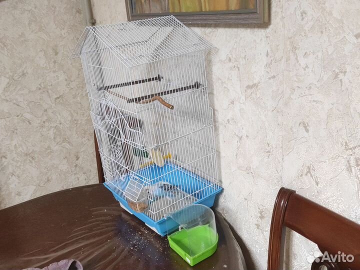 Попугаи с клеткой