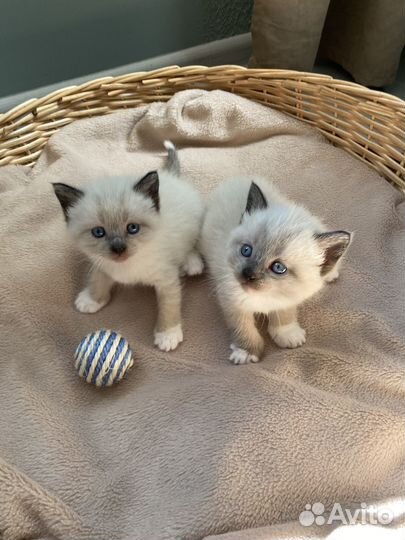 Отдам в добрые руки