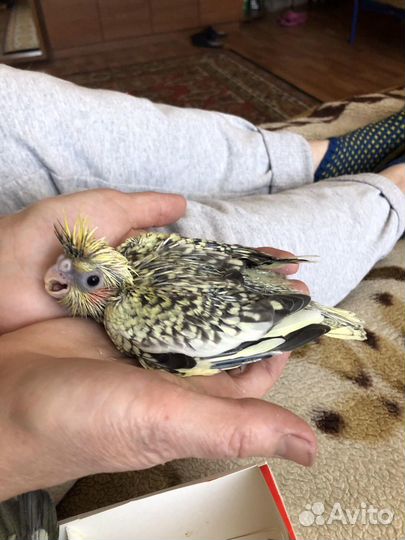 Попугай карелла